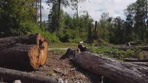 Best Root Management and Removal  in West Covina, CA