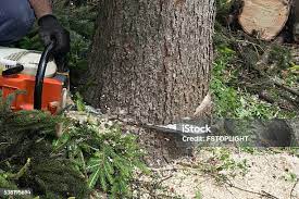 Best Tree Disease Treatment  in West Covina, CA