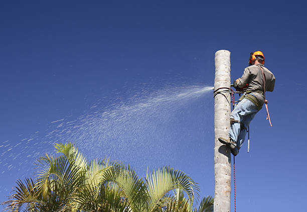 Trusted West Covina, CA Tree Care Experts