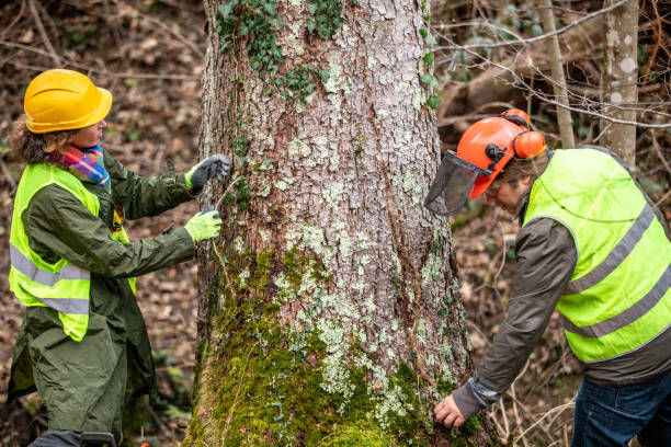 Best Commercial Tree Services  in West Covina, CA