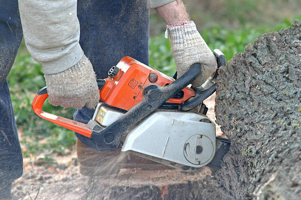 Best Tree Risk Assessment  in West Covina, CA
