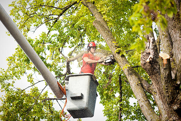 How Our Tree Care Process Works  in  West Covina, CA
