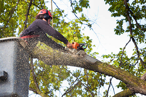 Best Firewood Processing and Delivery  in West Covina, CA