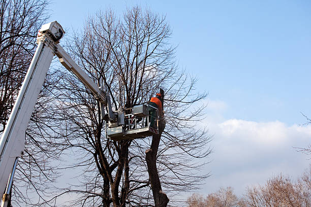 Seasonal Cleanup (Spring/Fall) in West Covina, CA