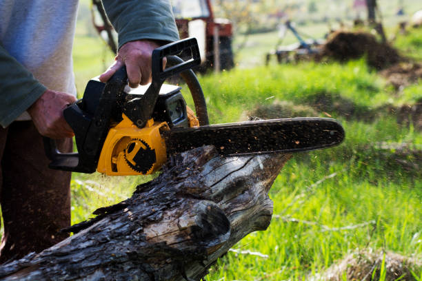 Best Fruit Tree Pruning  in West Covina, CA