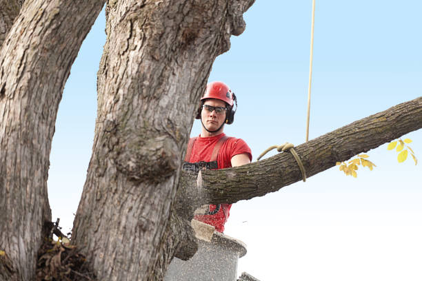 Best Commercial Tree Services  in West Covina, CA
