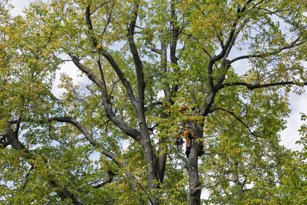 Best Tree Maintenance Programs  in West Covina, CA
